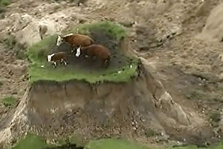 New Zealand earthquake Rescue efforts underway for people and cows